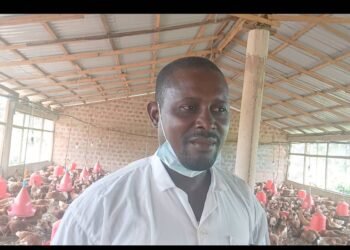 Aviculture en Guinée : Les secrets d&rsquo;un vétérinaire de Kindia pour réussir et rentabiliser sa ferme